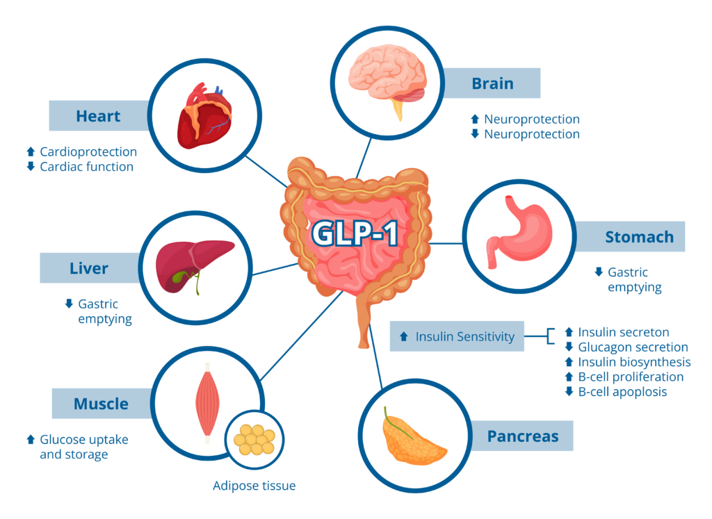 What Is GLP-1 and How Does It Relate to Weight Loss? โ Barely Craving