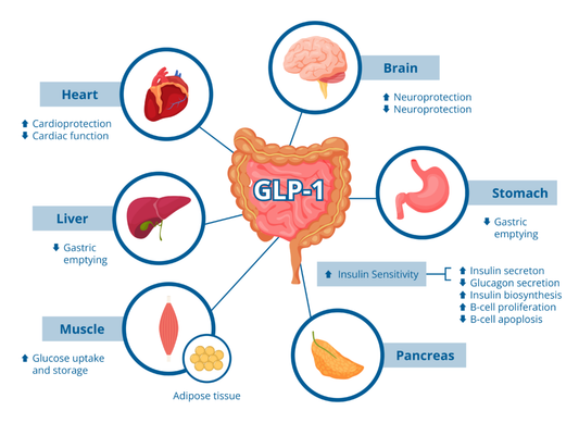 What Is GLP-1 and How Does It Relate to Weight Loss?