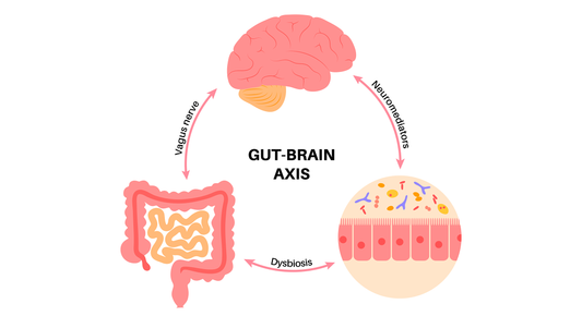 Crush Cravings Naturally: How Beta-Glucan Harnesses the Gut–Brain Link to Suppress Hunger